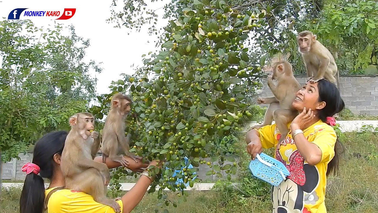 Amazing Animals | Brother Kako And Sister Luna Follow Mom To Harvesting Jujube Fruit
