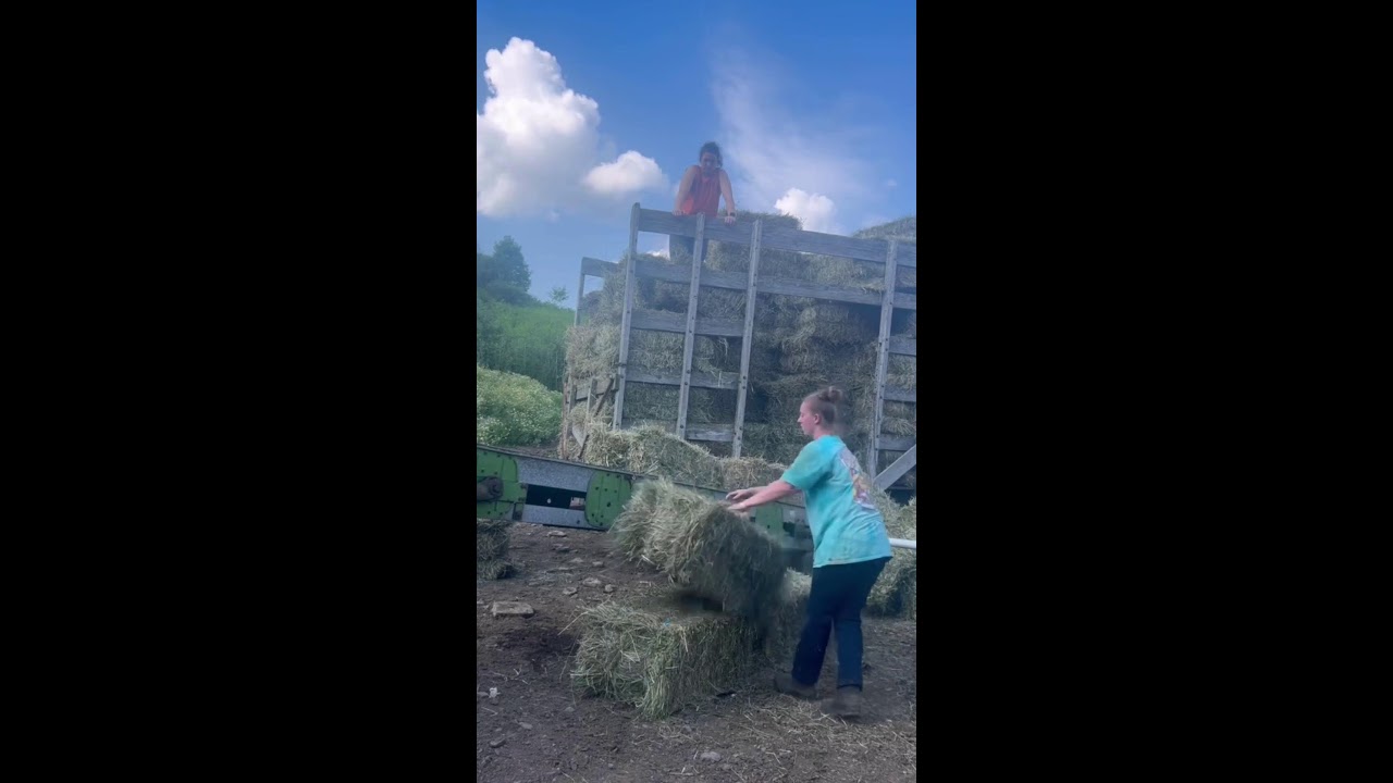 Two Farm Girls Loading Hay Bales by Hand! 🌾💪 LIVE
