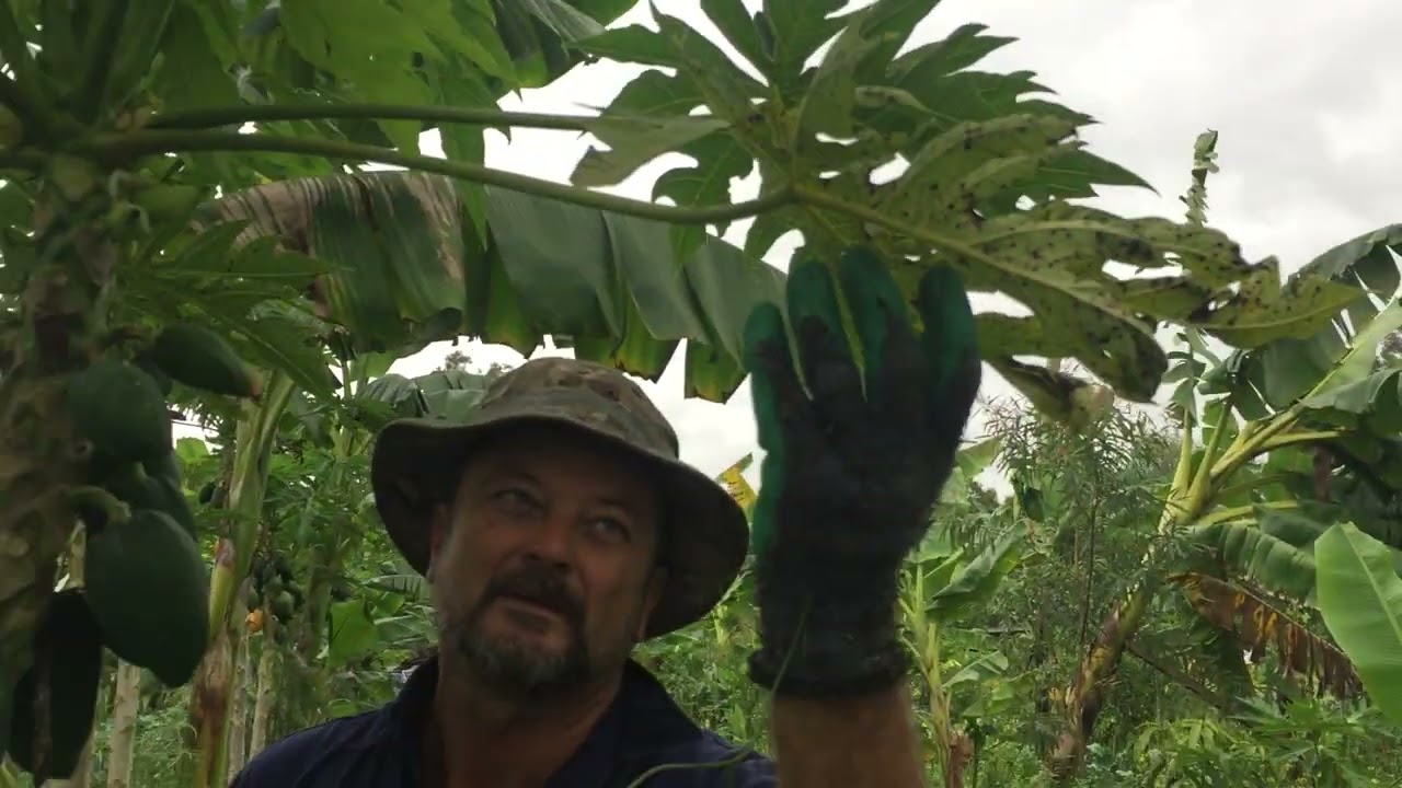 Syntropic Agroforestry in Australia: Video 34