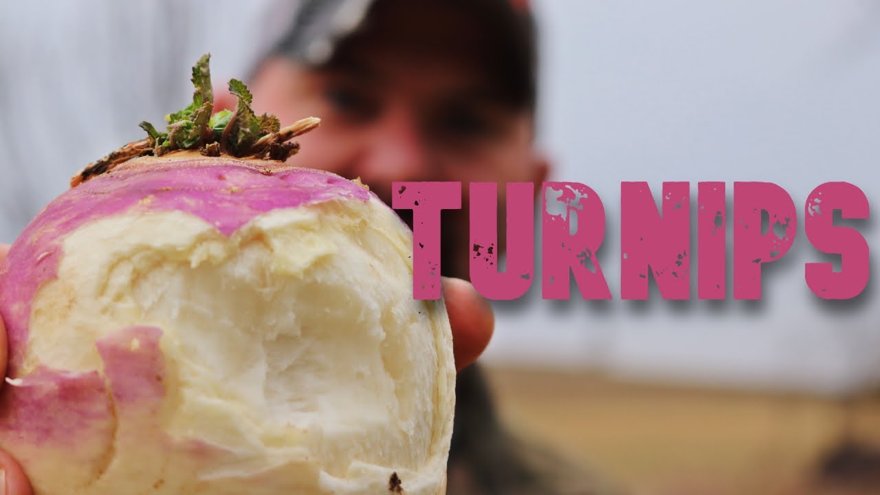 Turnips in 1/3 Acre Food Plot: For DEER or for ME ?