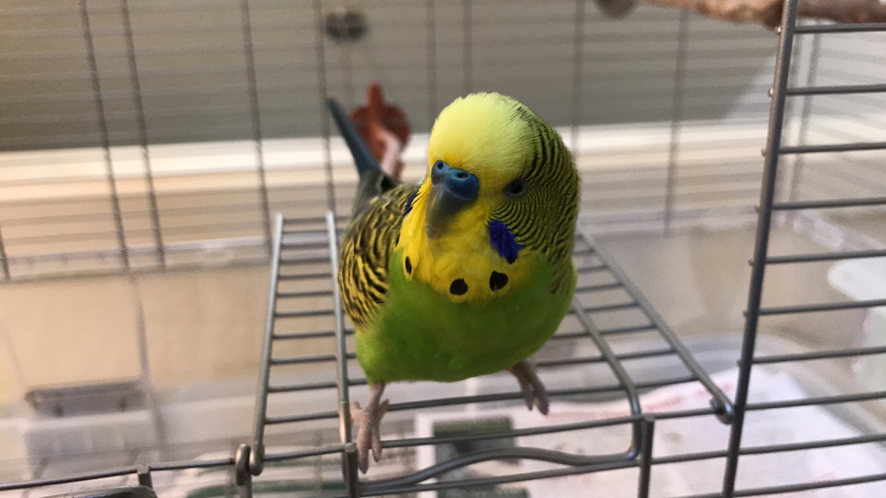 Kiwi the budgie playing, live!