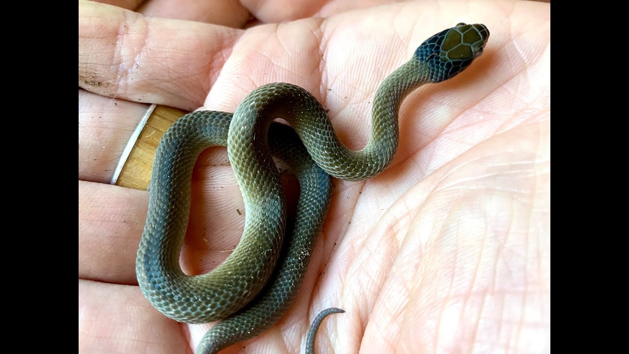 Herald Snake / Red-lipped Snake (Crotaphopeltis hotamboeia)