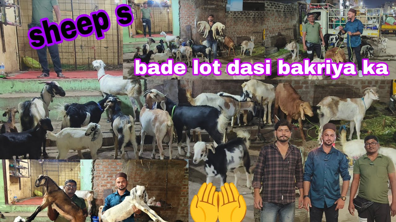 Bade bakriya ka lot hai teen bacche dalne wali female s hai sheep s hai available in Hyderabad 