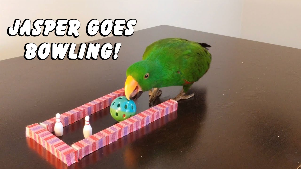 Jasper the Eclectus Parrot Goes Bowling! - Teach Your Parrot to Bowl