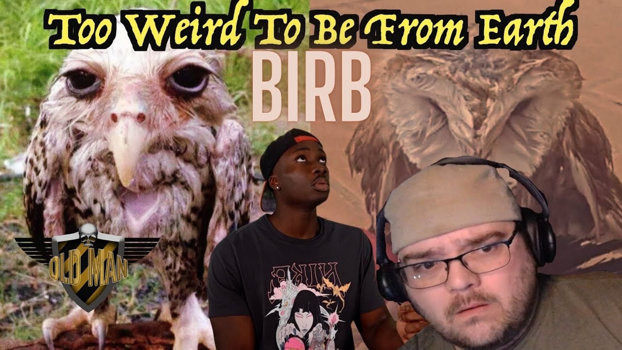 Why This Bird Could Be a Threat to International Security by Casual Geographic - Reaction
