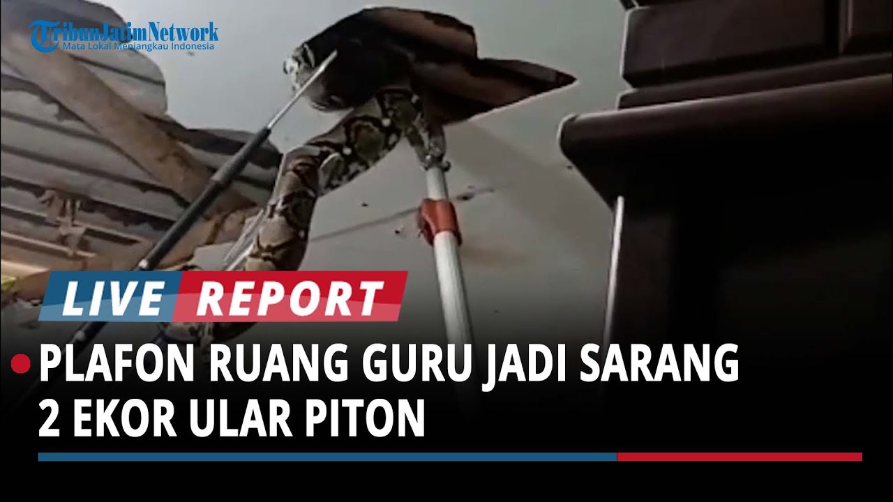 Plafon Ruang Guru Sekolah TK Jadi Sarang Ular, 2 Ekor Piton Dievakuasi Damkar Bangkalan