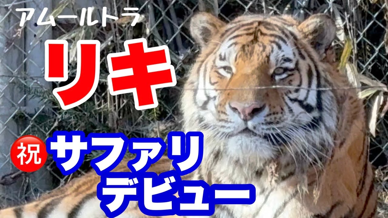 サファリデビューしたリキに会えました