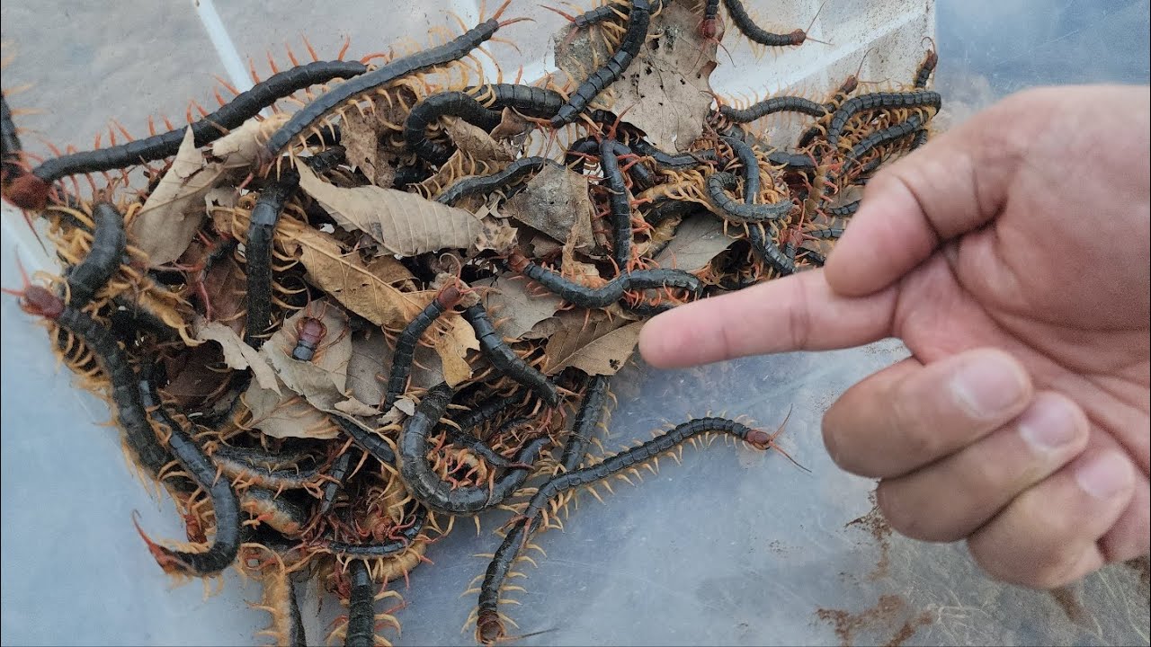 1000평 3만마리 왕지네농장 최초공개!!! 물리면 바로 응급실행!?!
