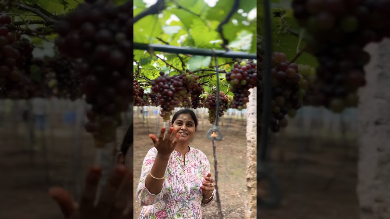 🚙🔘Theni ➡️ Suruli Falls 🚿 || Grapes 🍇 Thottam #shortsvideo #shorts #viralvideo #grape #harvest