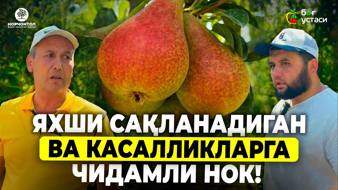 ЭКСПОРТБОП НОК ВА ОЛХЎРИ НАВЛАРИ! | ШУҲРАТ АБРОРОВ #shuhratabrorov #nok #sliva #meva #uzbekistan