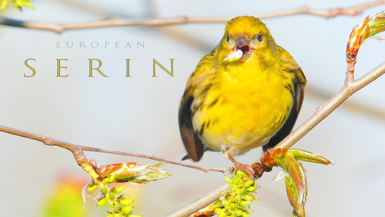Bird sounds European serin chirping and singing in the spring