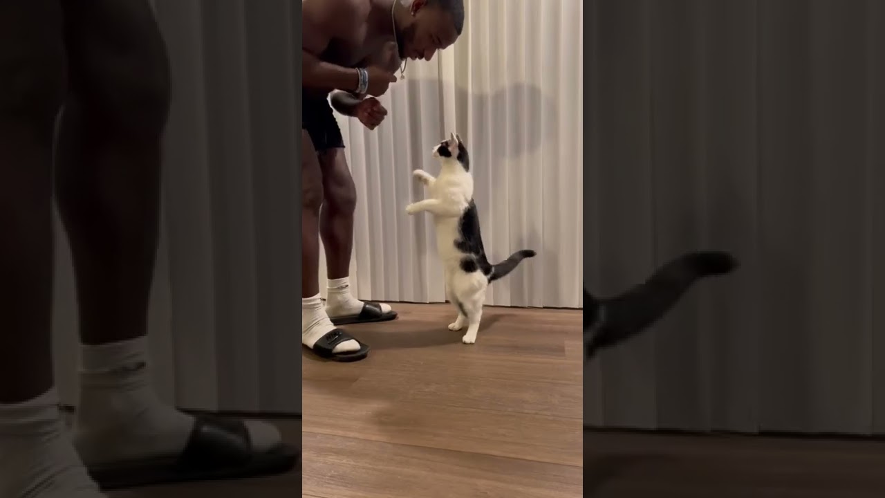 Intelligent Cat Knows All Tricks || PETASTIC 🐾