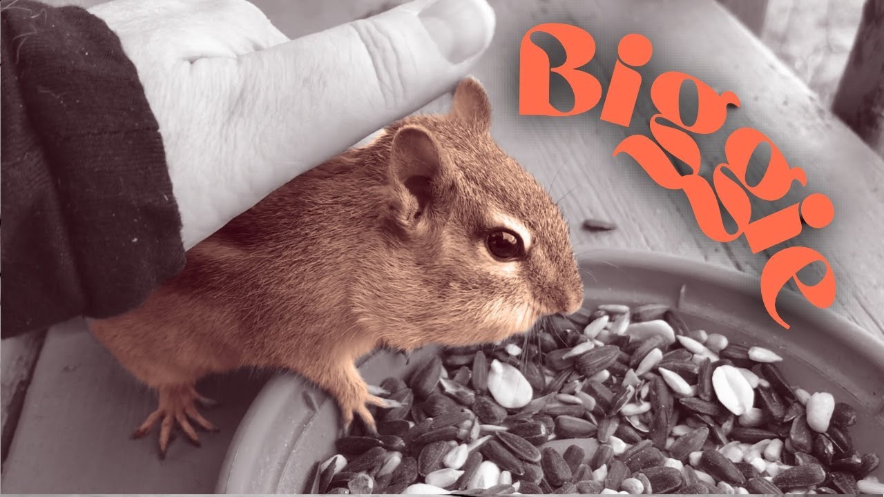 Meet Biggie, my chipmunk friend who just woke up from winter sleep