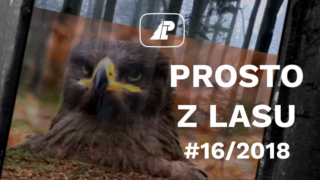 Prosto z lasu, odcinek 16/18