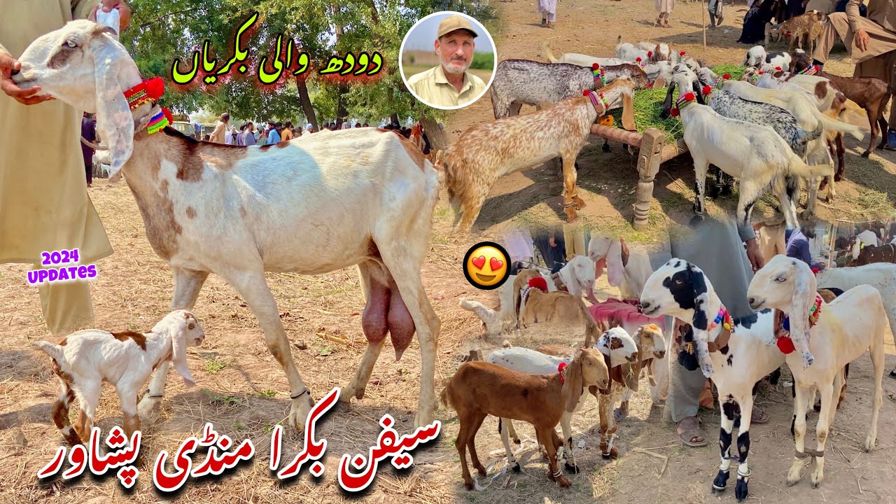 Dairy Goats New Updates 2024 | Saifan Bakra Mandi Peshawar | Khyber Social Tv
