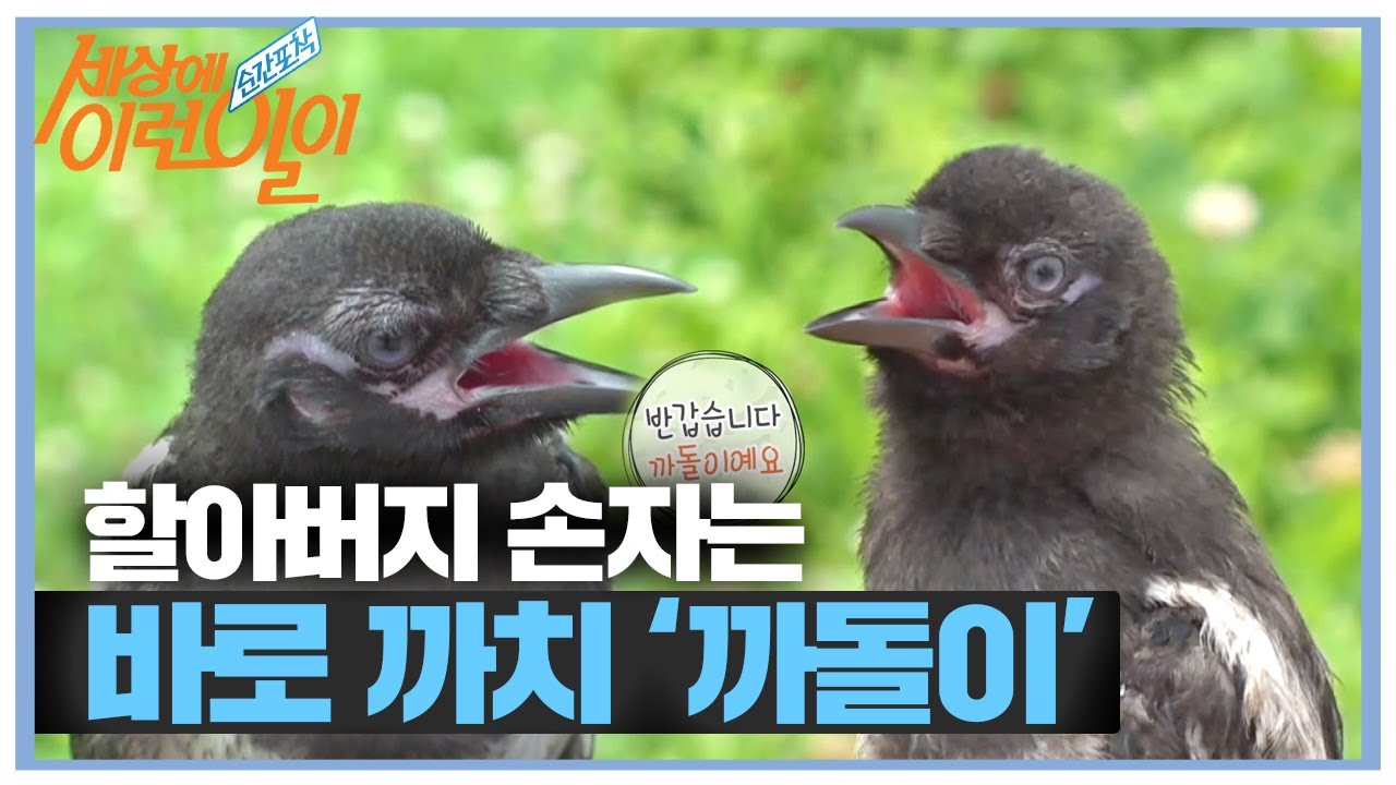 매일 벤치에서 만난다는 손주가 바로 &lsquo;까치?!&rsquo;ㅣ순간포착 세상에 이런 일이(Instant Capture)ㅣSBS Story