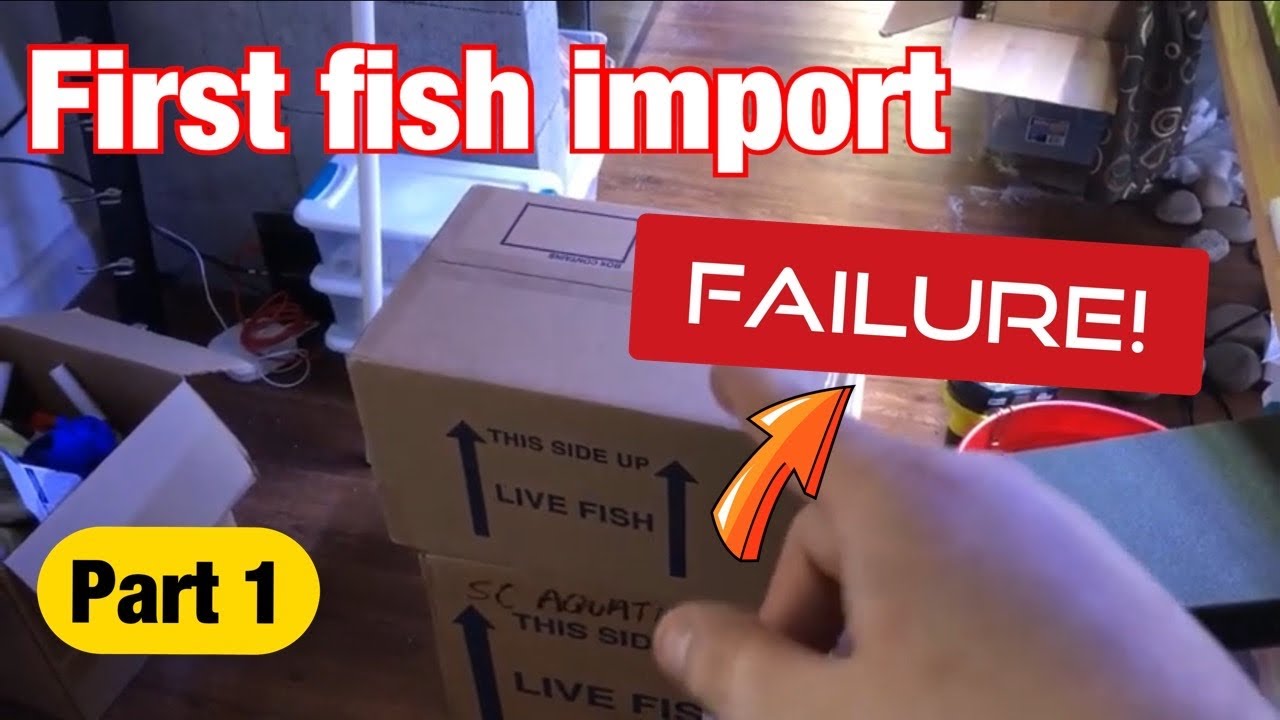 My first import fish order failure! (Part 1)