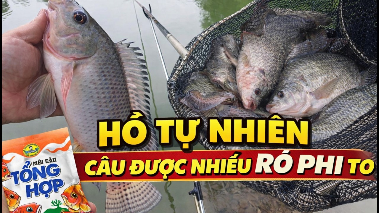 Câu Lục Bằng Cần Tay Hồ Tự Nhiên Với Mồi Câu Tổng Hợp  – Rô Phi To Cắn Liên Tục Đầy Giỏ Cá