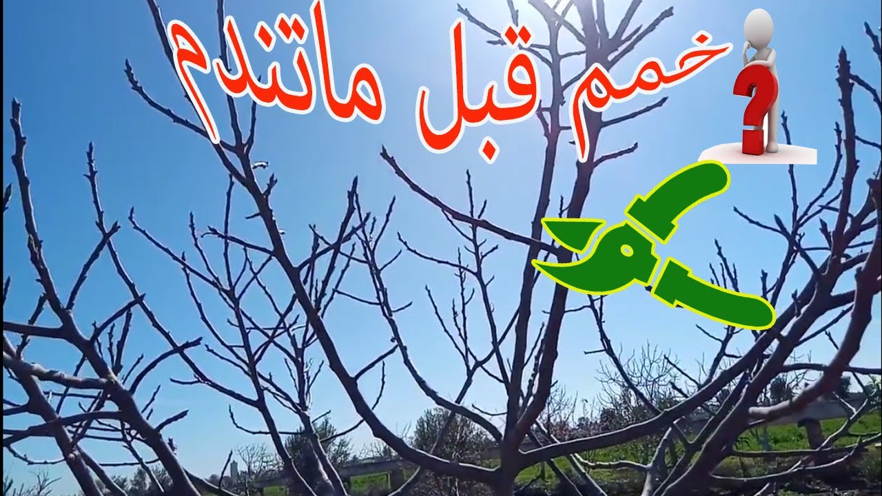 كلام مهم جدا حول تقليم التين ربما يفيدك فلا تتردد podar dos arboles