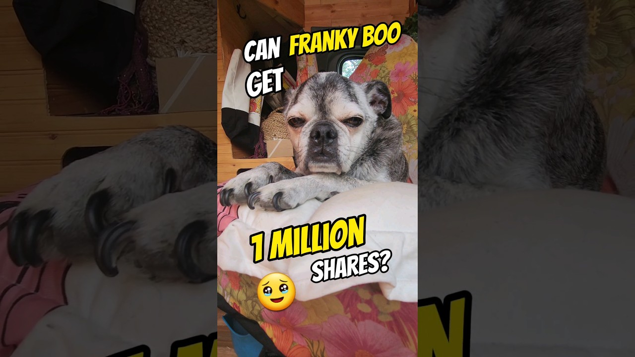 Franky is the BEST travel BUDDY! #busconversion #security #diy #pug