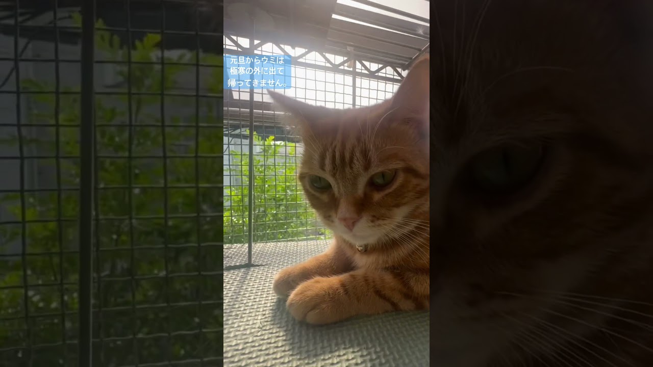 ベランダに作った父ちゃん特製猫小屋。ウミくん毎日外に出たがって帰ってこない。無理やり中にいれてる、、笑　