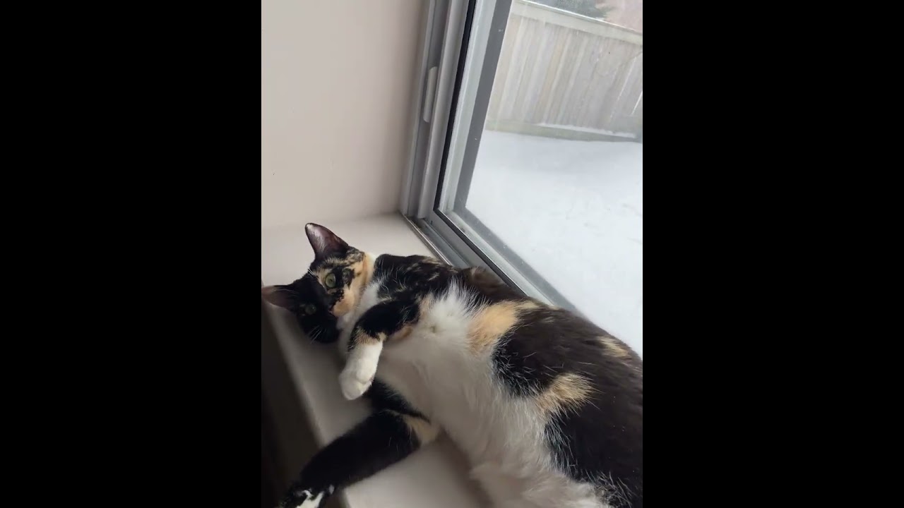 Willow In The Window