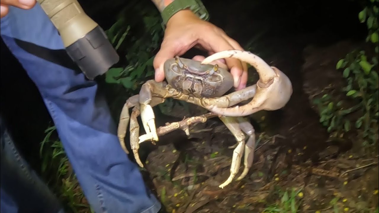 ARECIBO PUERTO RICO- Land Crabs, CAIMAN HUNTING, Cane Toads, WILD HOGS, Sushi, & look at houses￼