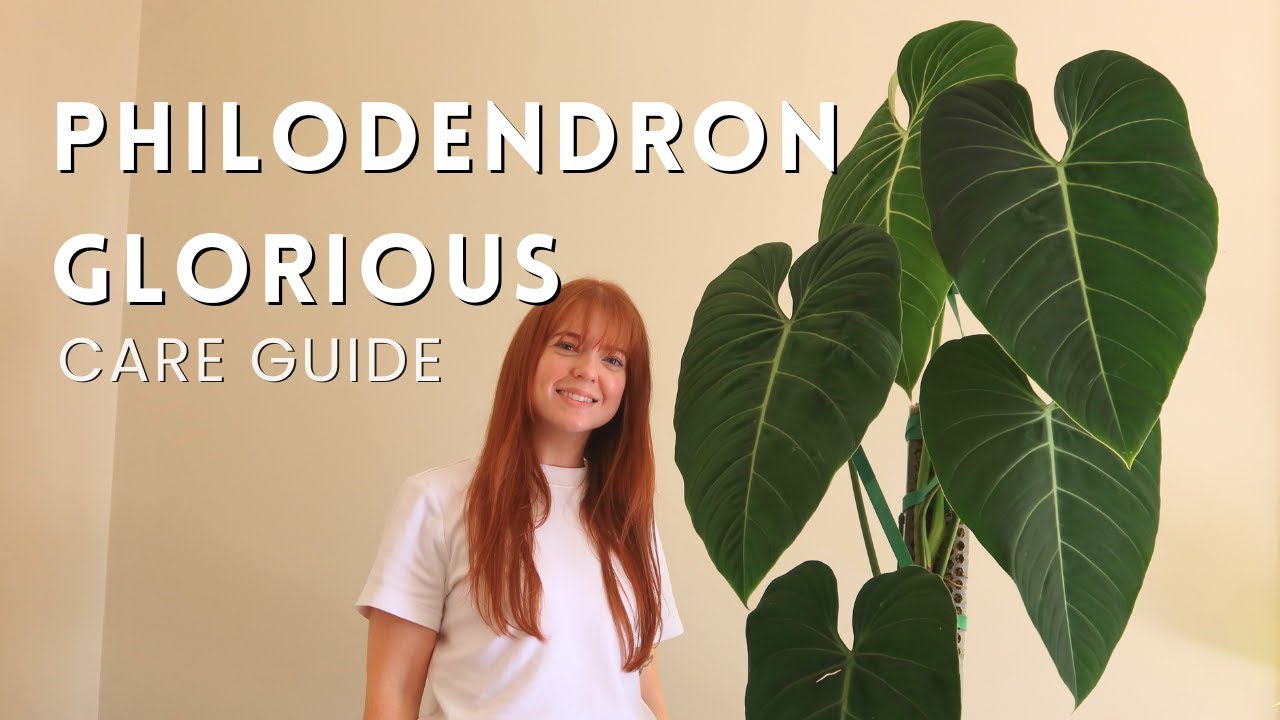 HUGE LEAVES!? Philodendron Glorious care tips!