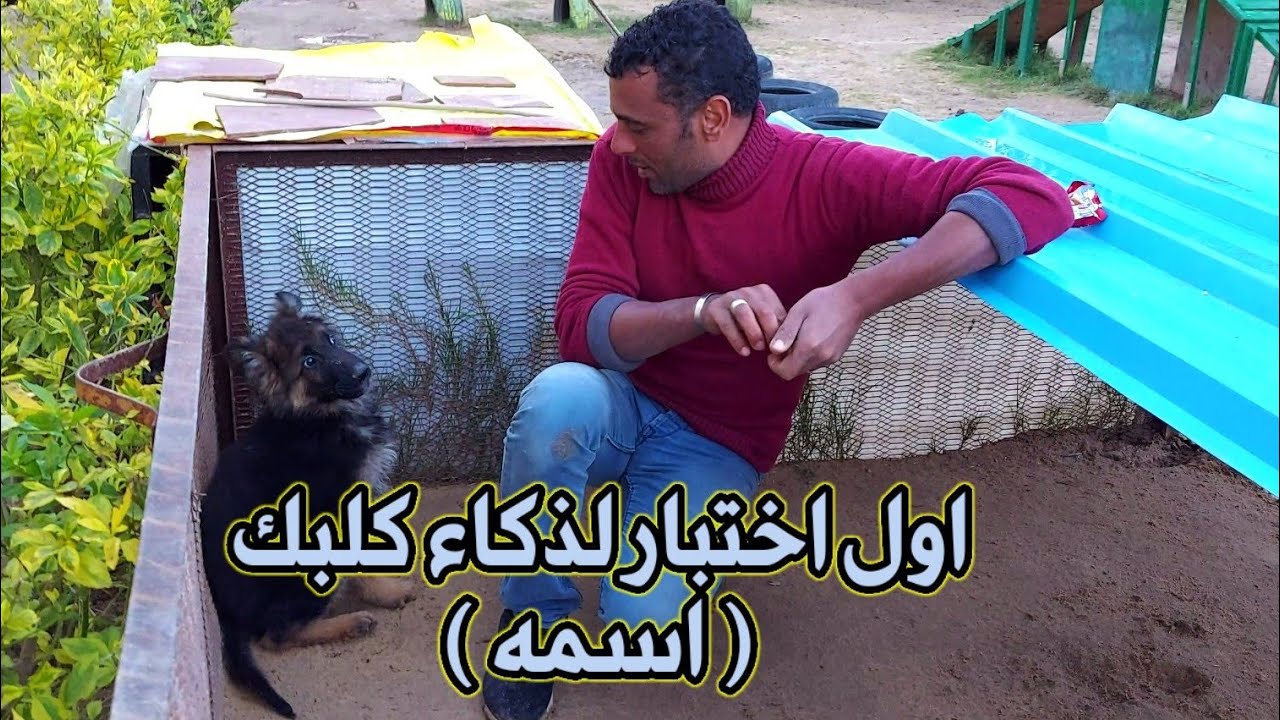 اول حاجه هتعملها مع كلب صغير عمر ٣ شهور _ انت وهوه لوحدكوا ✌