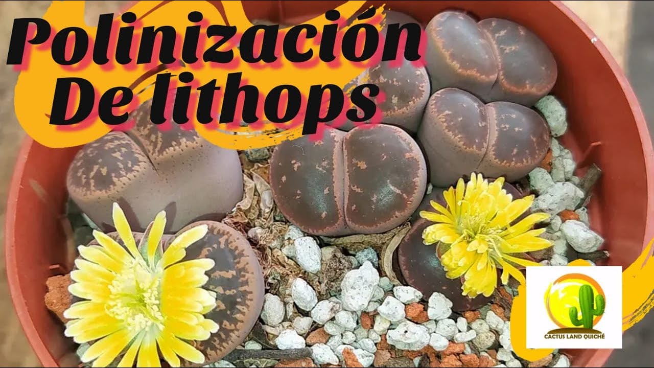 ¿Cómo polinizar lithops? // CACTUS LAND QUICHE. #Lithops #polinizacion #suculentas