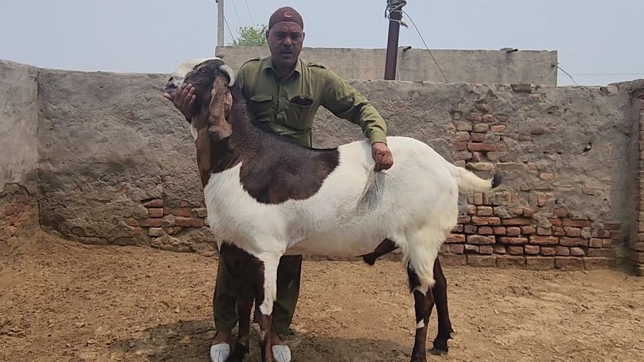 Biggest And Heaviest Punjabi Goats Collection Of Bade Saukat Bhai Hanumangarh.