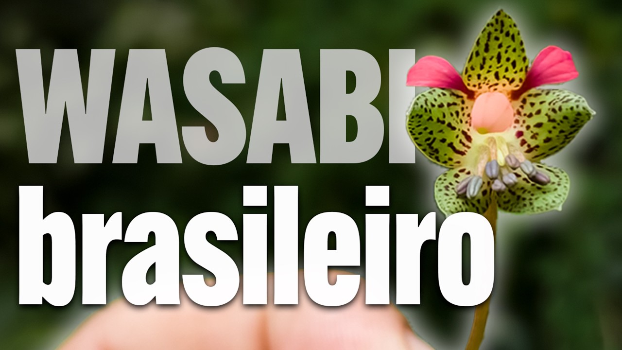 A SINISTRA Batata CREM! - Guia da Cozinha PANC 02