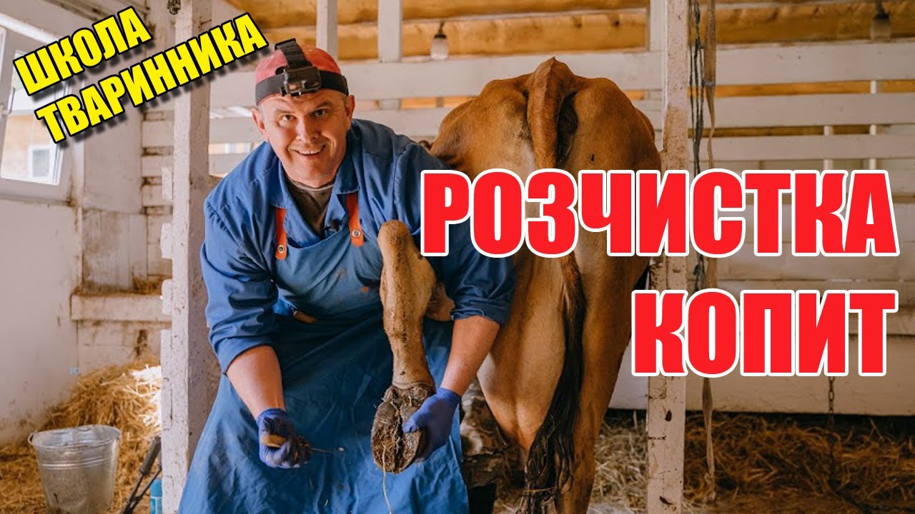 Як обрізати копита корові? | Розчистка копит | Школа тваринника | Куркуль