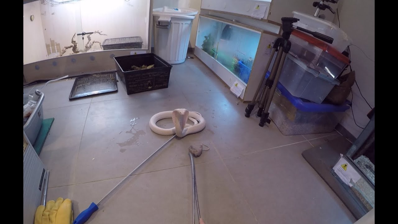 Crazy Cobra Action