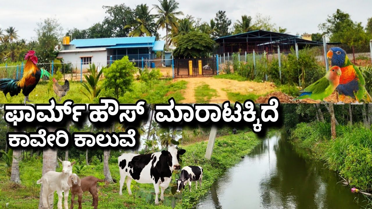 CAUVERY CANAL WATER ATTACHED FULLY DEVLOPED LAND WITH FARMHOUSE SALE IN MADDUR,