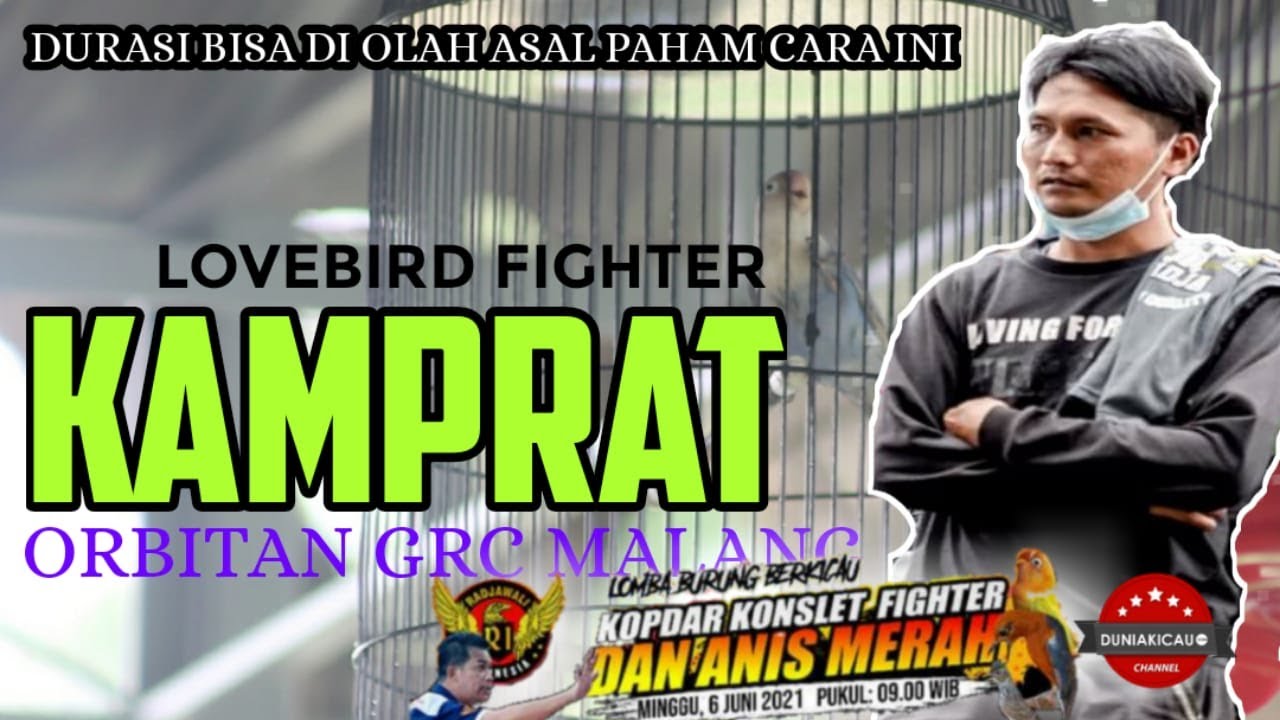KOPDAR KONSLET | LOVEBIRD FIGHTER KAMPRAT | DURASI BISA DI OLAH ASAL PAHAM CARANYA | Mr Agung GRC