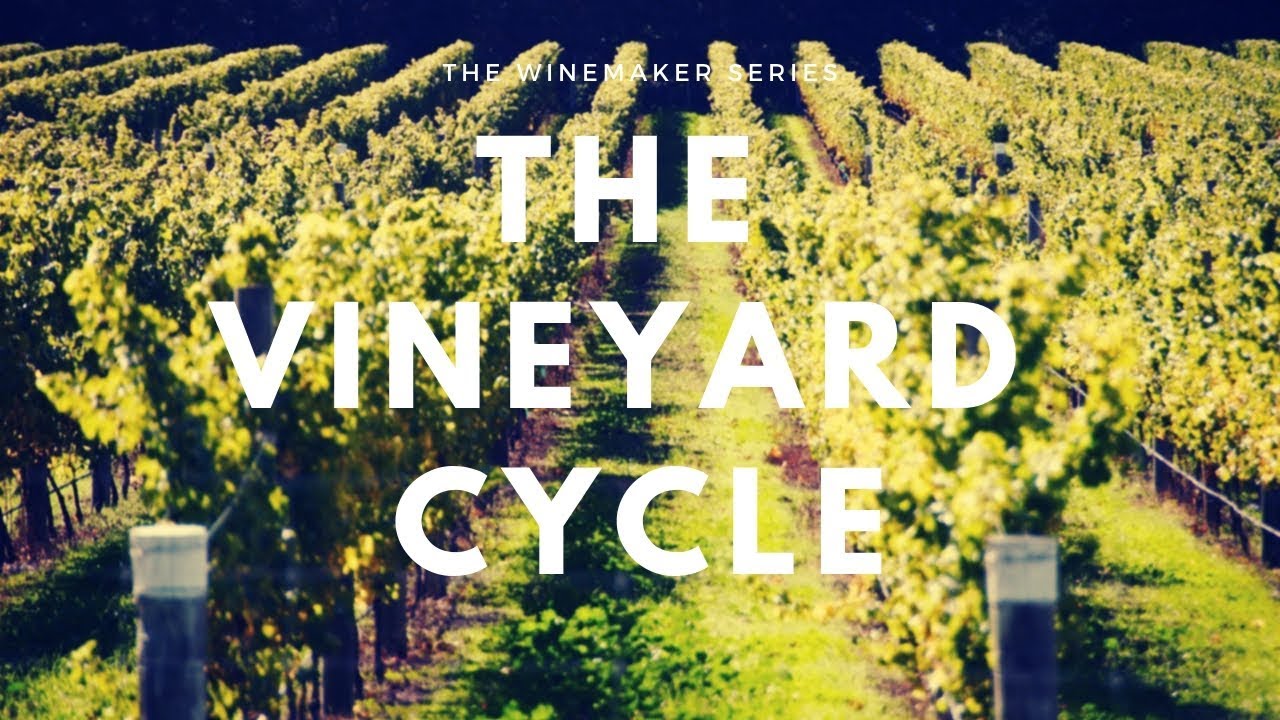 The Vineyard Cycle - 12 Months in the Life of a Vine