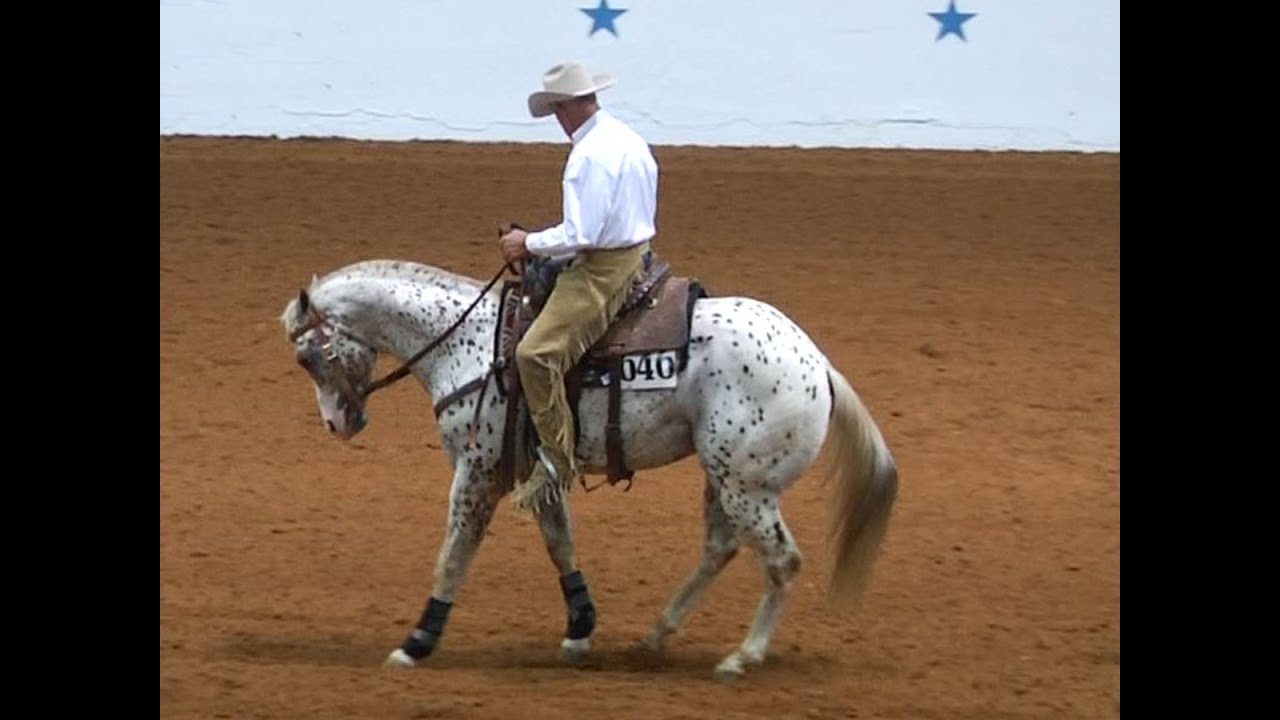 2016 World Champion Show - Stolen Identity, ApHC