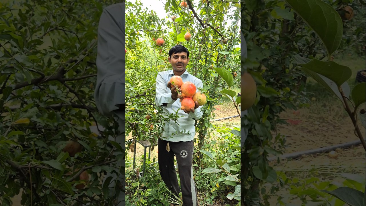 Best anar plant fruit #amazing The best pomegranate fruit, it's #fruitcrops