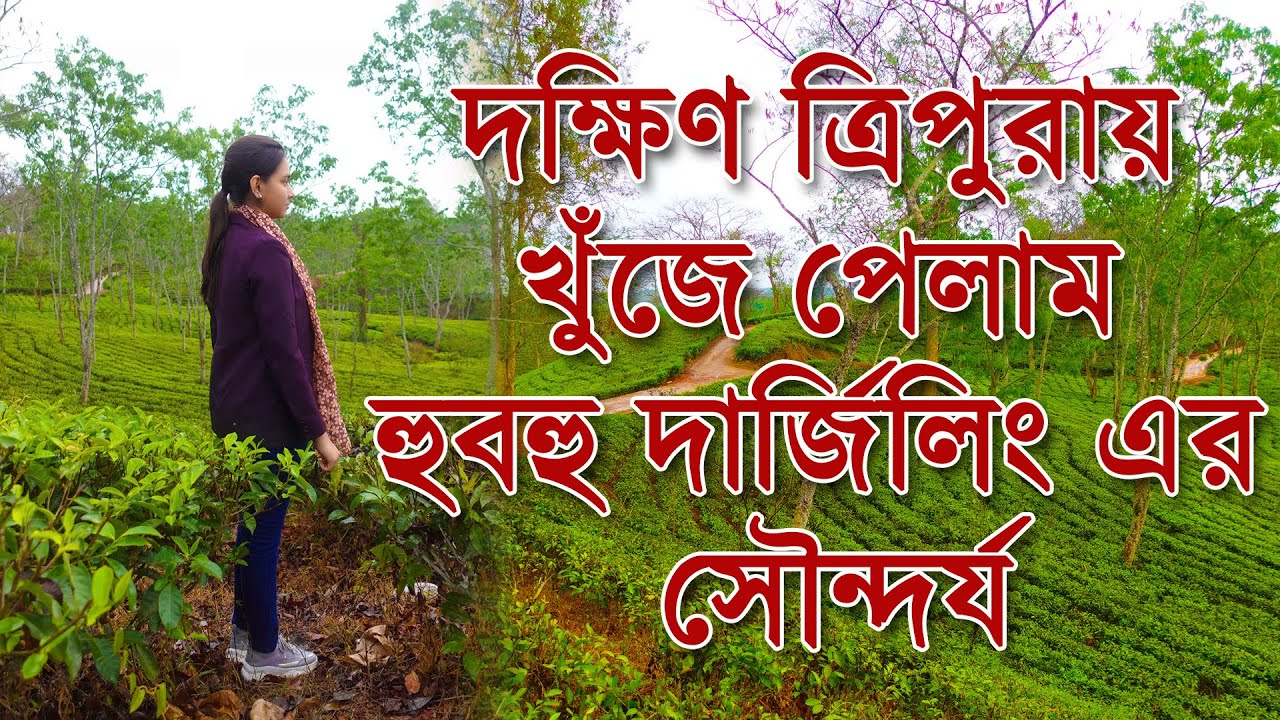 দক্ষিণ ত্রিপুরায় লুধুয়া চা বাগান | Ludhua Tea Garden | Sabroom, Tripura