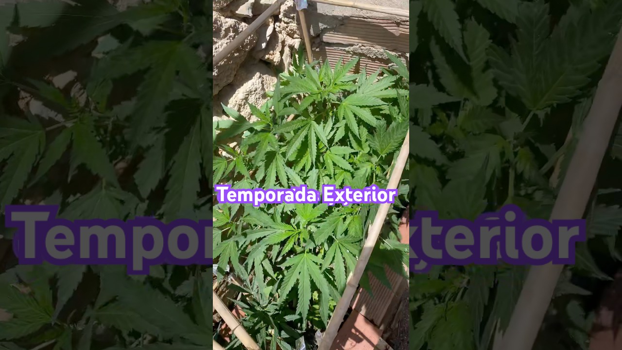 Pineapple larry og #plants #autoconsumo #shortsfeed #exterior #cultivocannabico