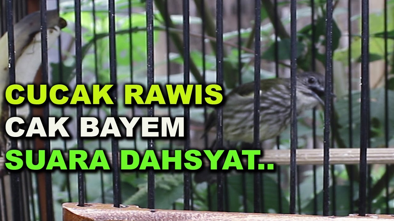 CUCAK RAWIS/ CAK BAYEM (IXOS VIRESCENS) GACORR DI PAGI HARI