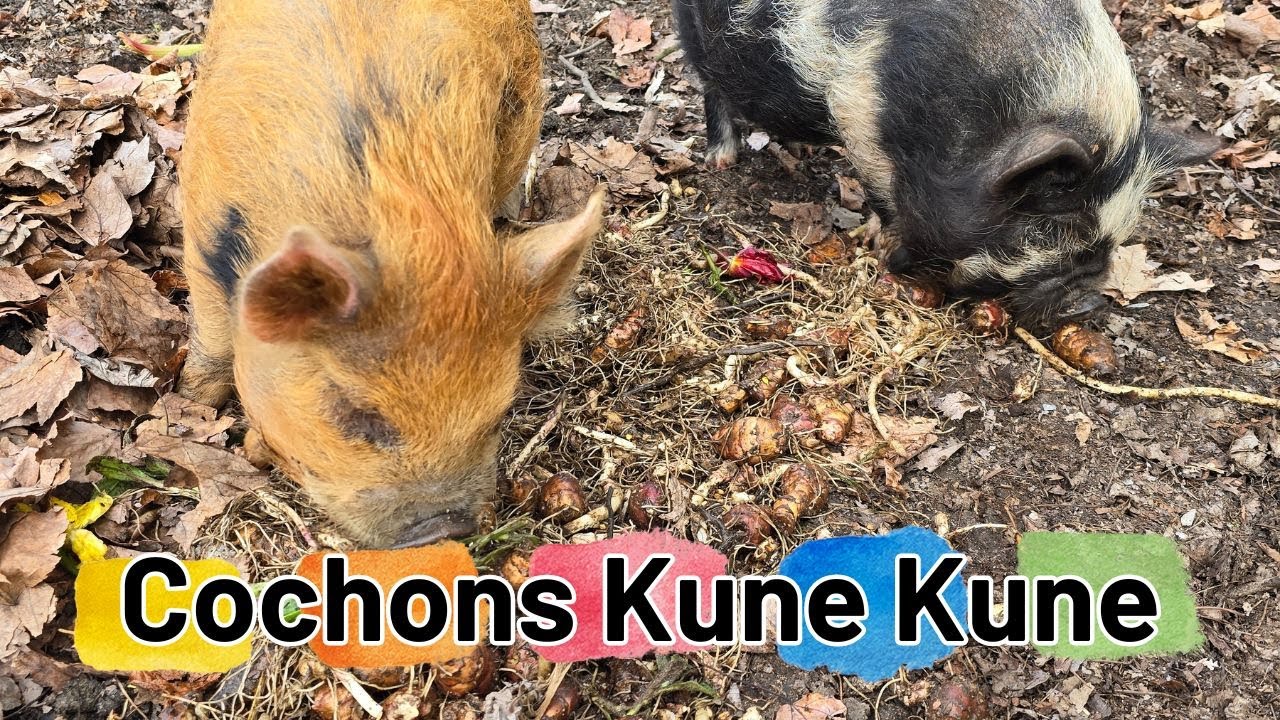 Pourquoi des cochons Kune Kune dans notre ferme maraîchère ?
