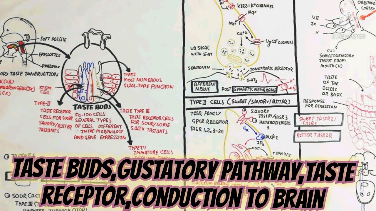 taste buds/gustatory pathway/taste receptor/conduction to brain/gustation/ tastant/chemosensation