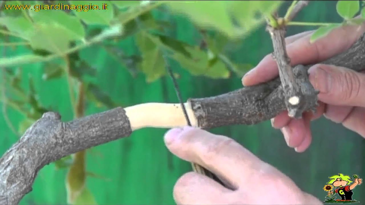 bonsai da margotta