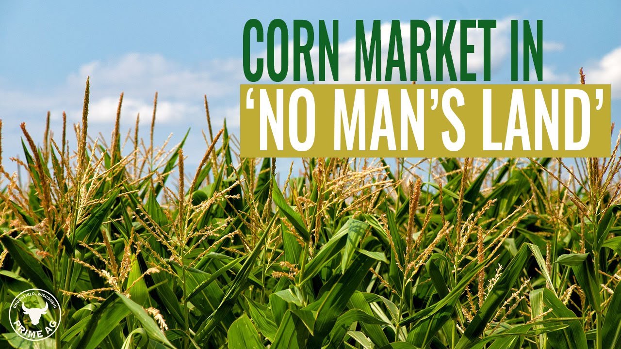 Grain Marketing | Corn price in no man's land after USDA report