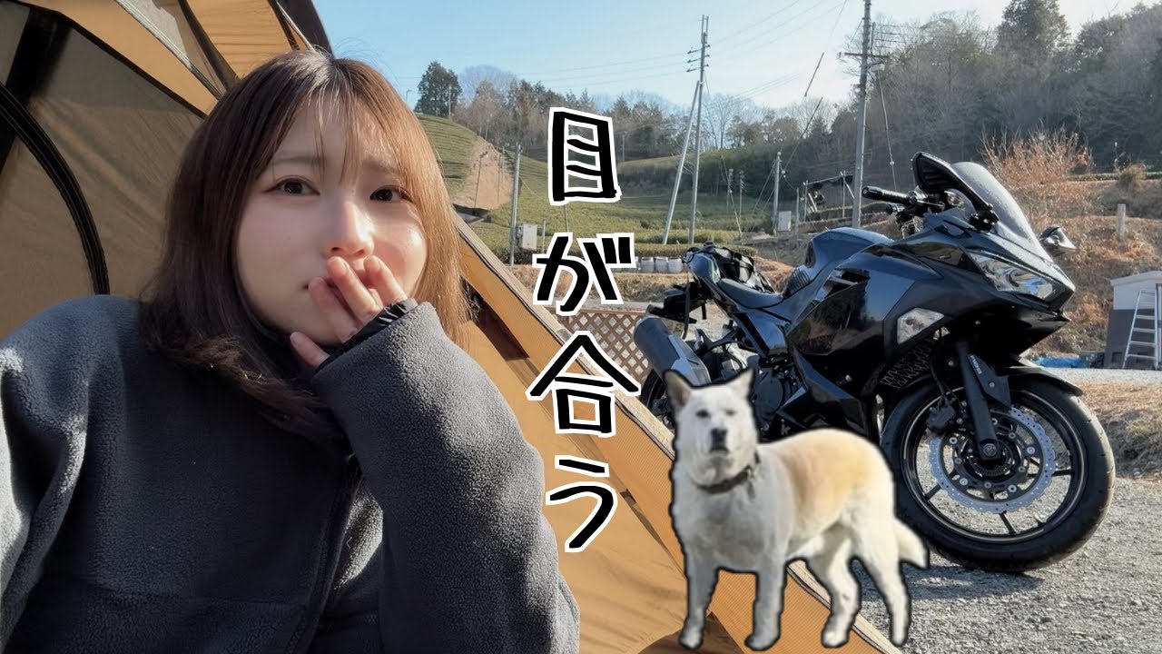 【−5℃】犬の視線が熱すぎるソロキャンプ
