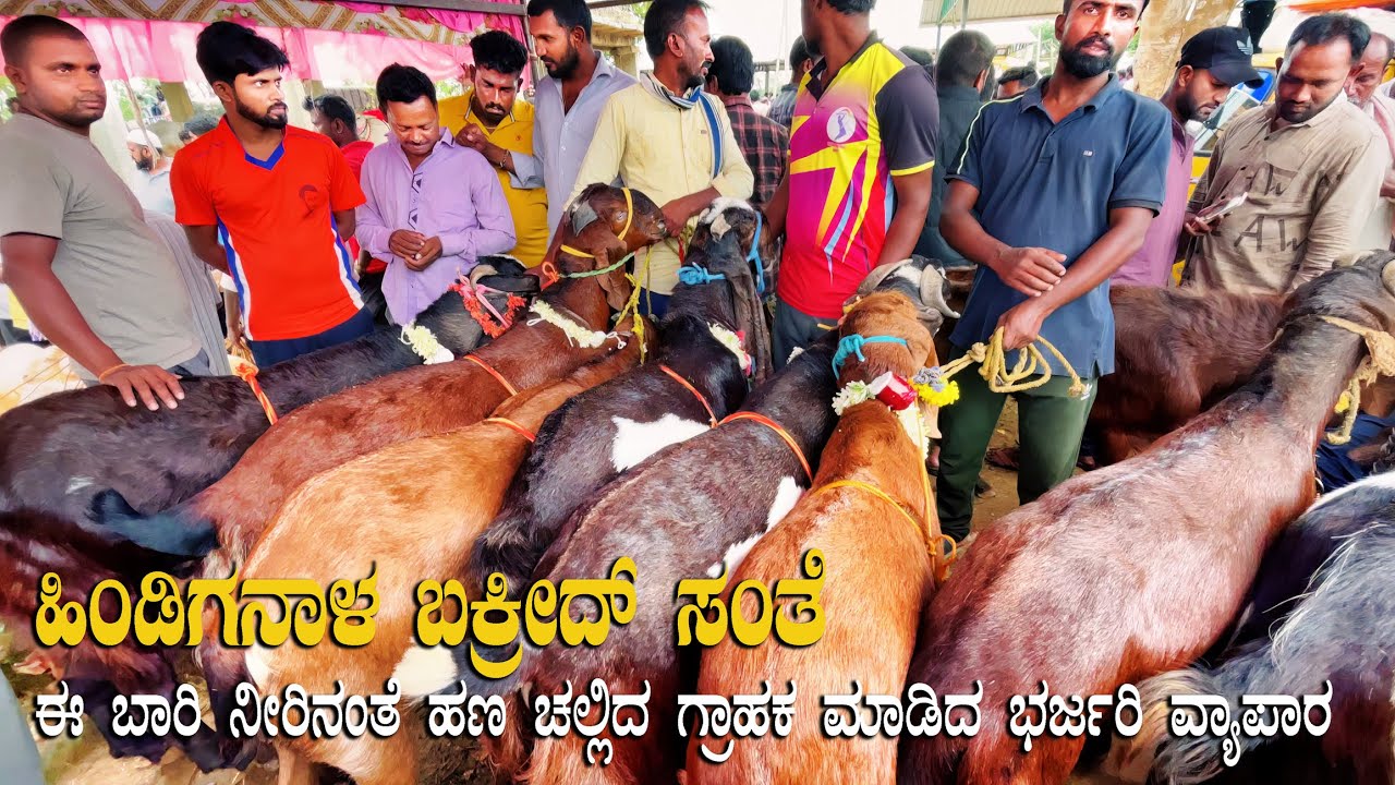 Hindiganala Bakrid Market near Bangalore: Unbelievable Lavish Spending on Finest Goat & Sheep