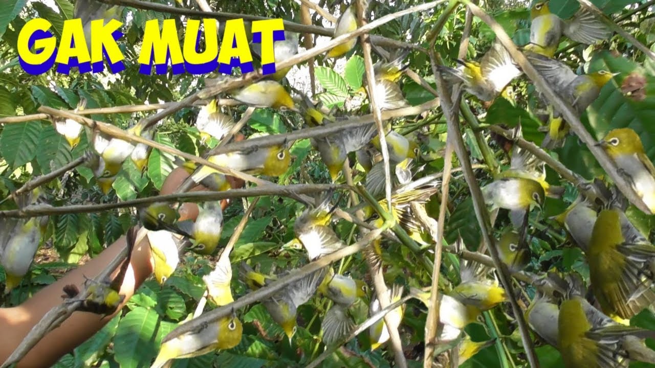 Hujan Pleci Saat Asik Mikat Perjak Coki Ngeri Sampe Kayak Angin