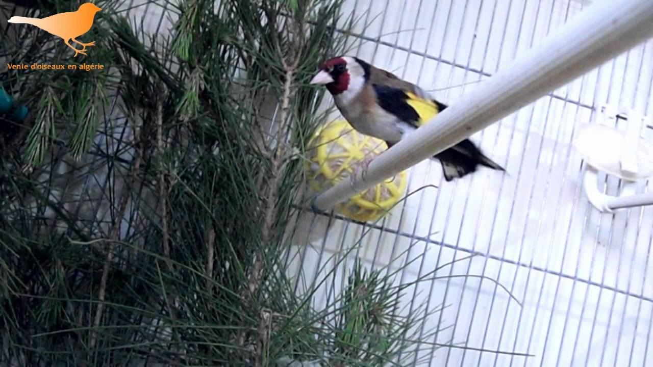 chardonneret HD 058 ♥ بسم الله ماشاء الله